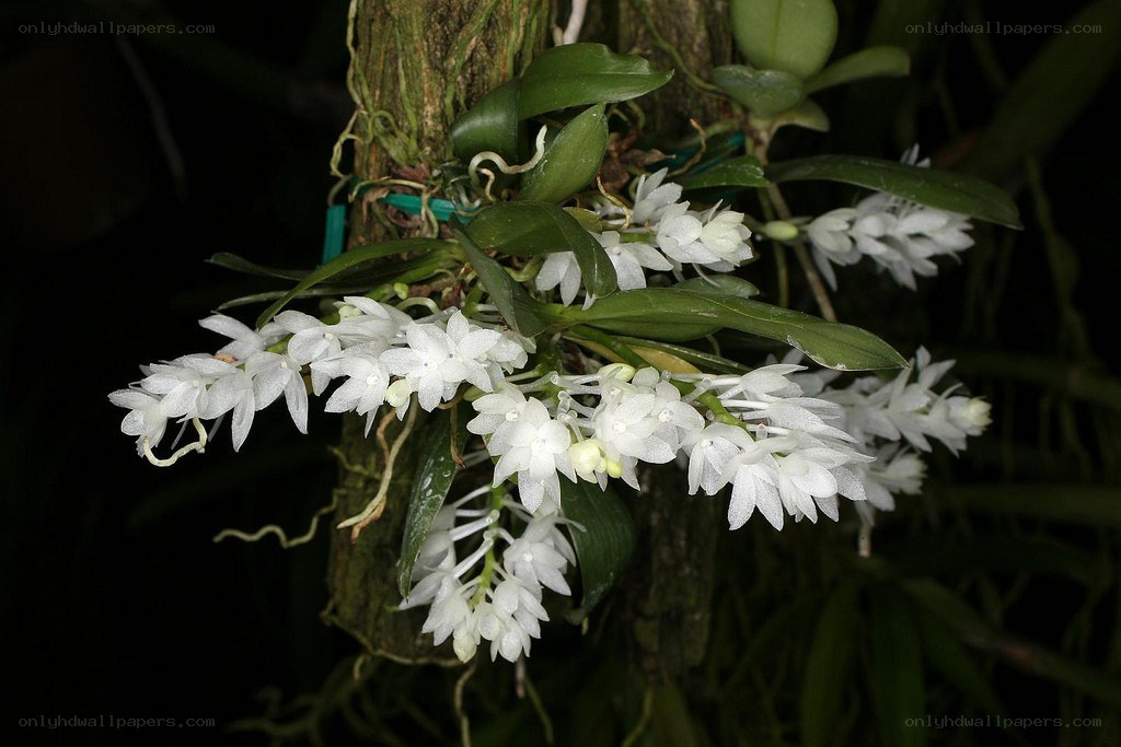 white orchid blooms on tree