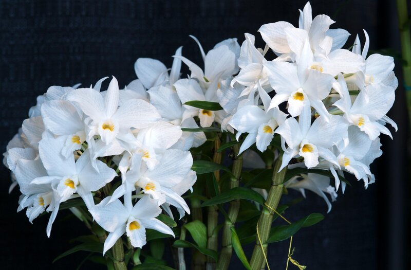 White orchid blooms