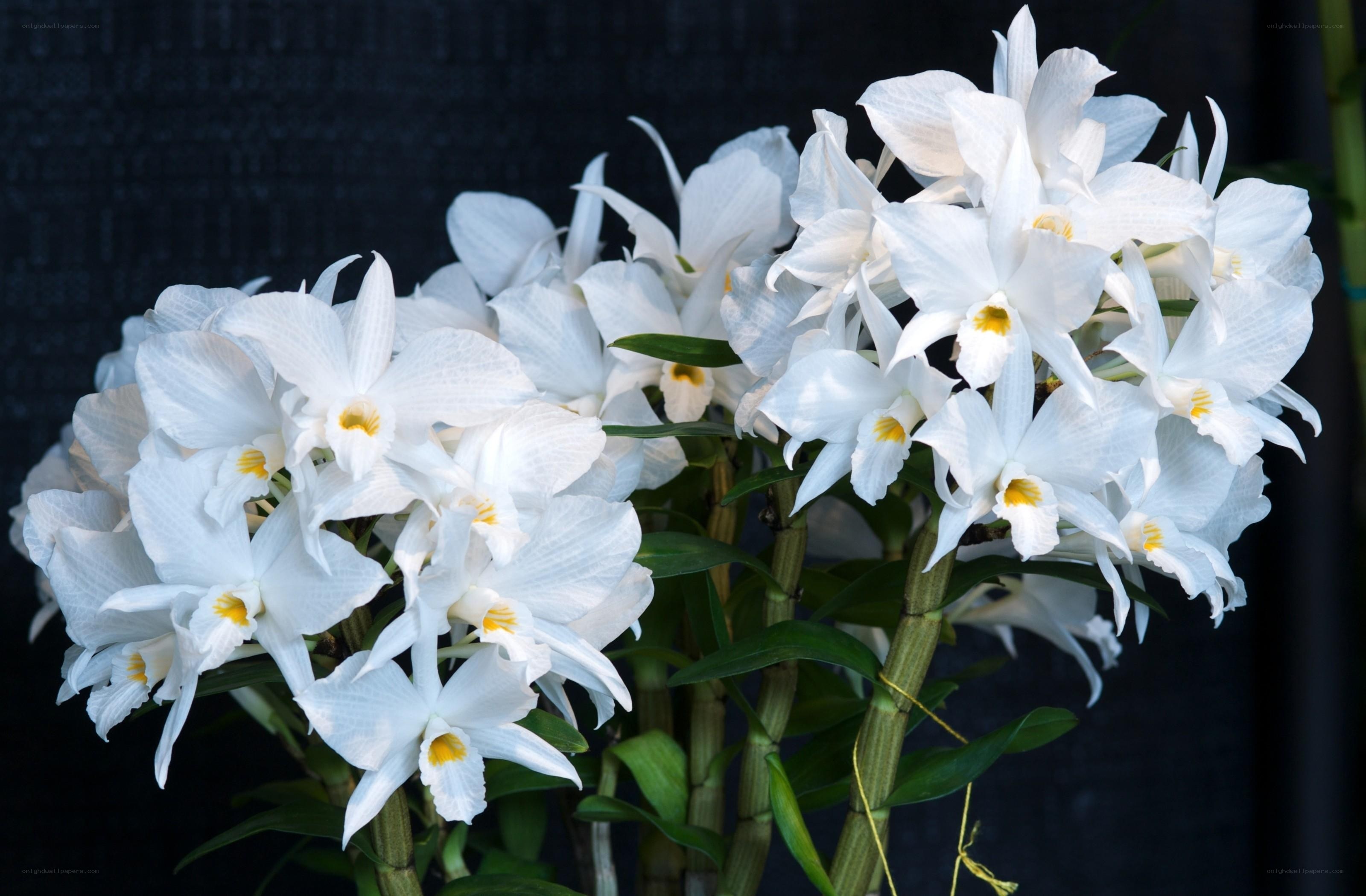 White orchid blooms