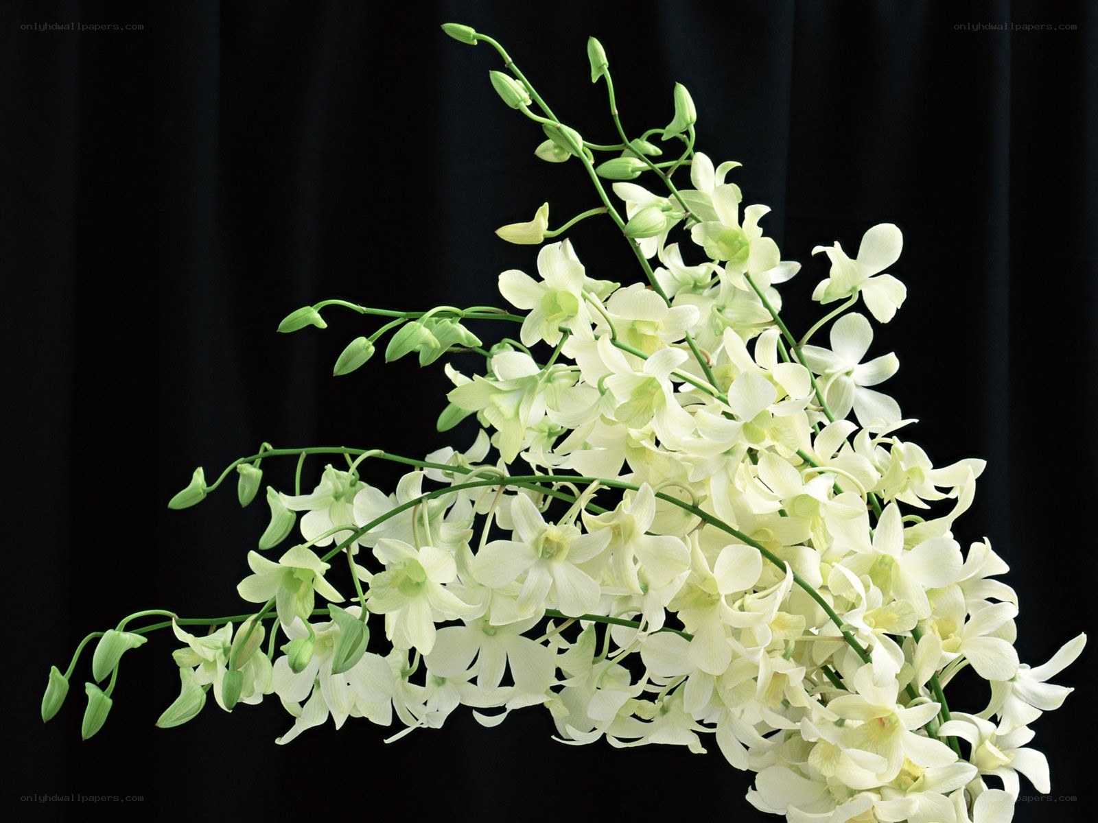 White orchid bouquet