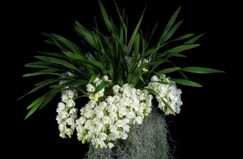 White Orchid Bouquet — Dramatic