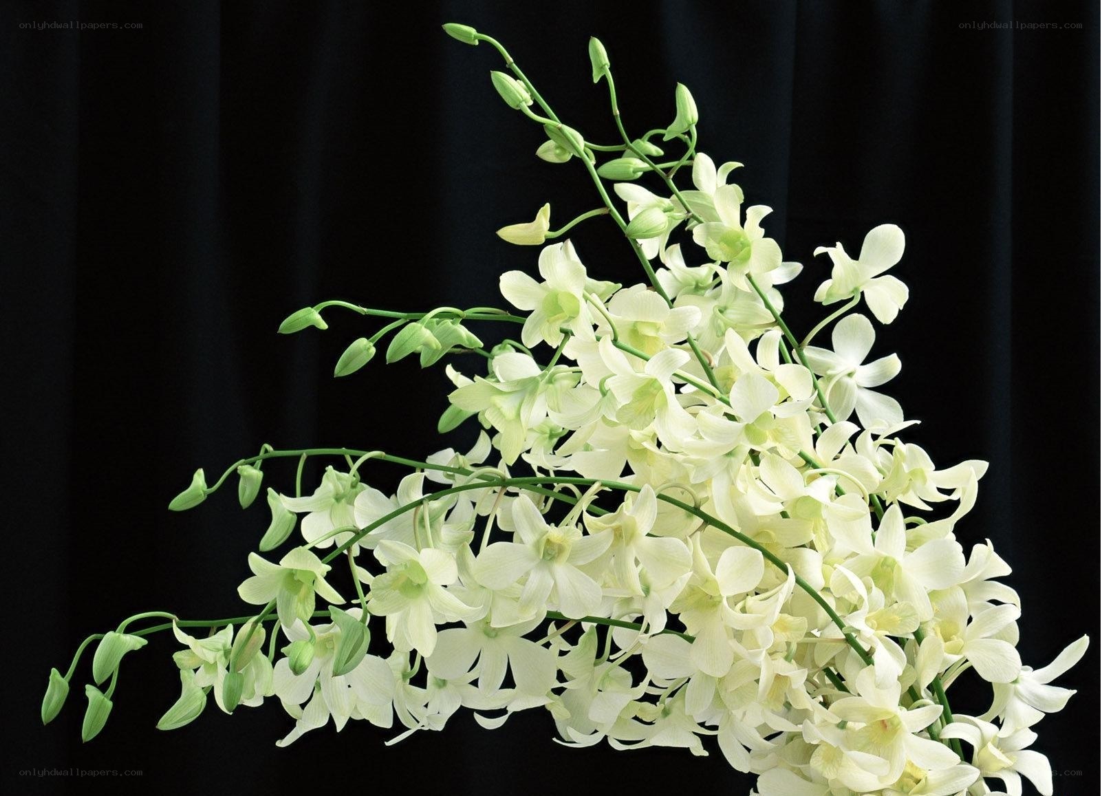 white orchid bouquet