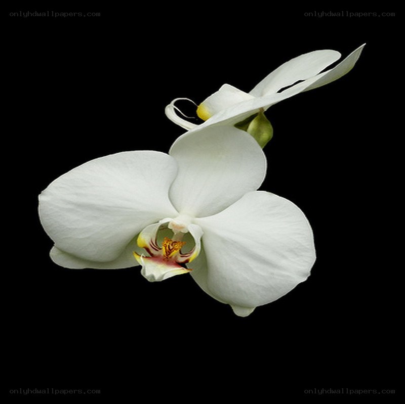 white orchid flower