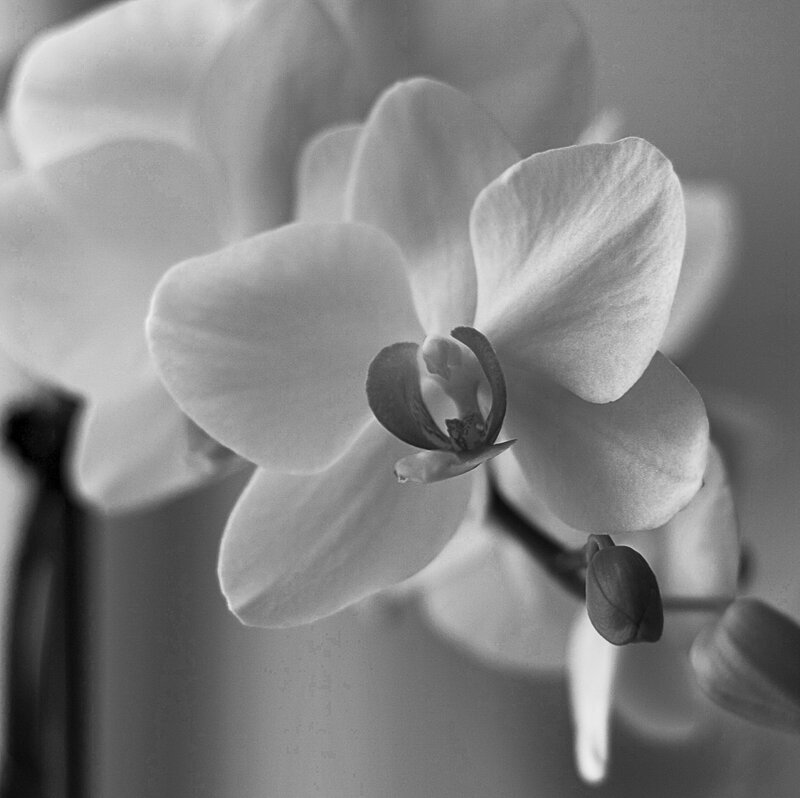 White Orchid Flower — Black