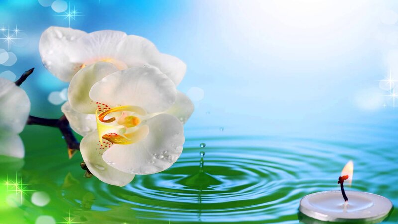 White Orchid Flower — Blue, Serene