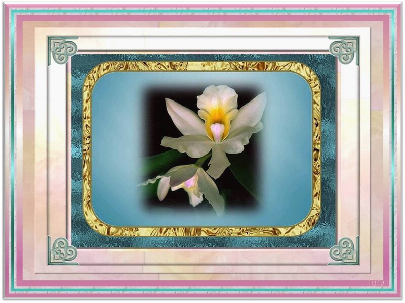 White Orchid Flower — Blue