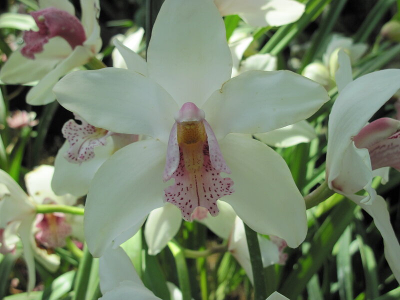 White Orchid Flower — Calm, Afternoon