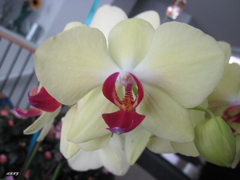 White Orchid Flower — Calm, Photograph, Bloom