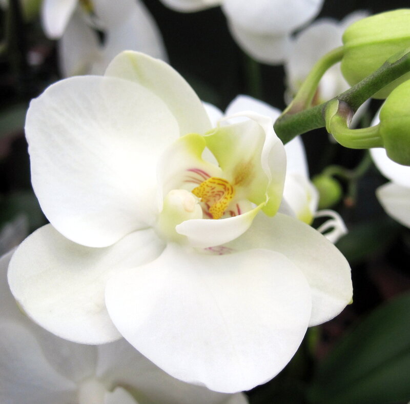 White Orchid Flower — Calm, Photograph, Bud