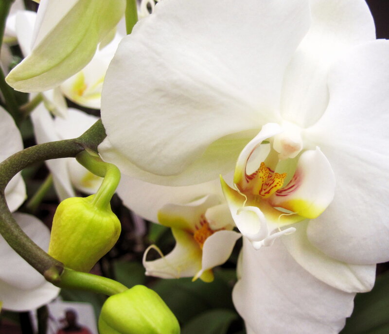 White Orchid Flower — Calm, Photograph, Buds, Stem