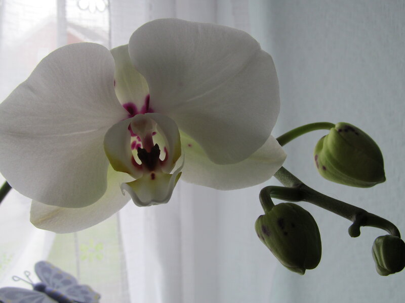 White Orchid Flower — Calm, Photograph, Buds