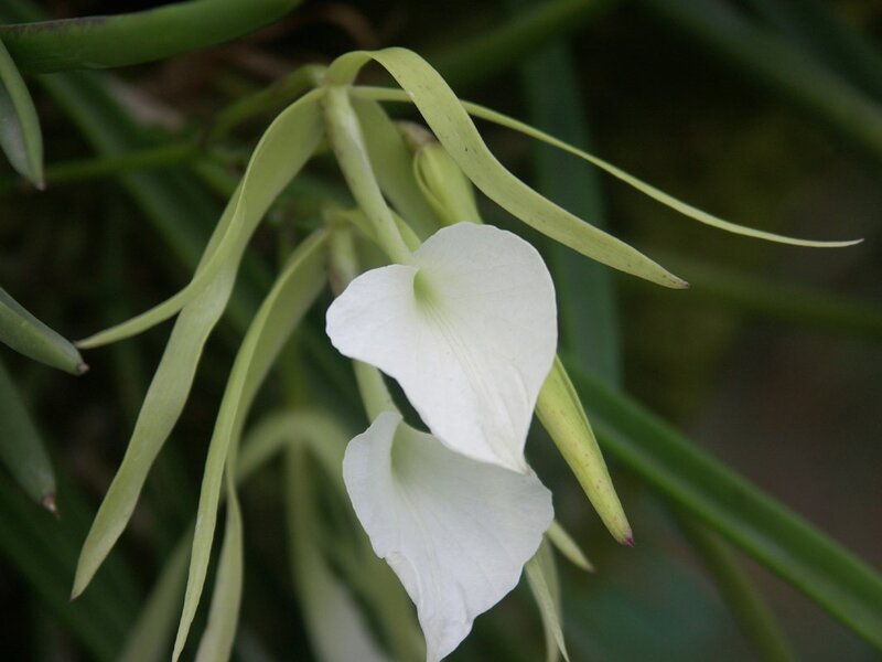 White Orchid Flower — Calm, Photograph, Green Leaves, Green