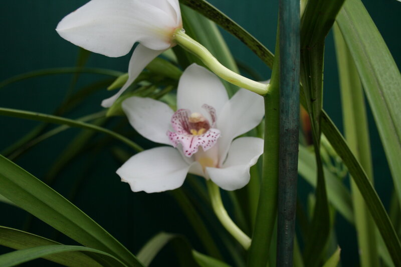 White Orchid Flower — Calm, Photograph, Leaves