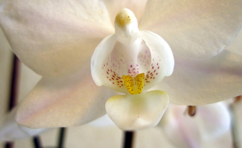 White Orchid Flower — Calm, Photograph, Petals