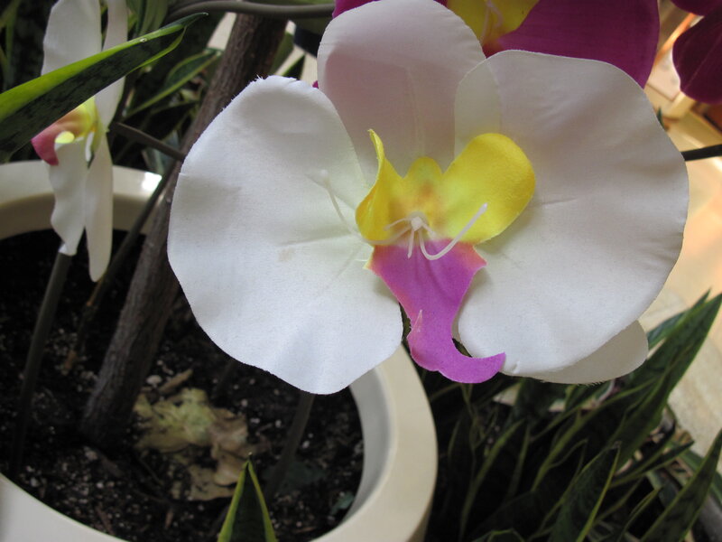 White Orchid Flower — Calm, Photograph, Plant
