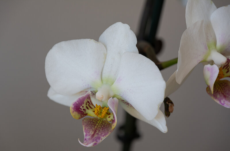 White Orchid Flower — Calm, Photograph, Stem, Background