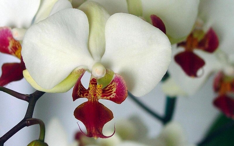White Orchid Flower — Calm, Photograph, Stem, Petals