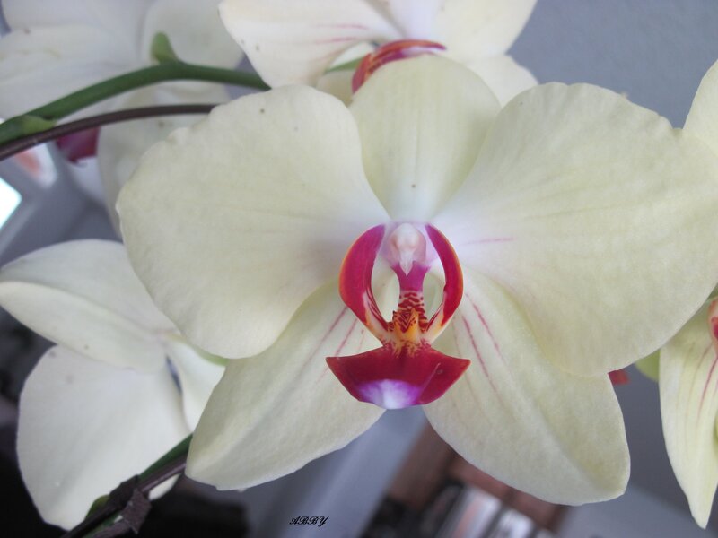 White Orchid Flower — Calm, Photograph, Stem