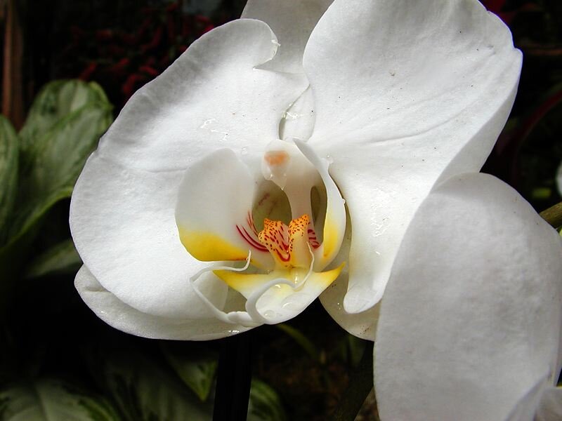 White Orchid Flower — Calm, Photograph