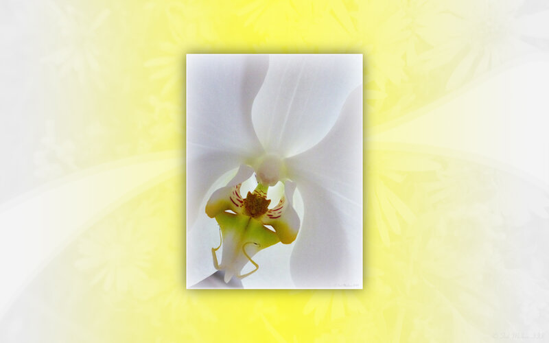 White Orchid Flower — Calm, Photograph, Yellow Background