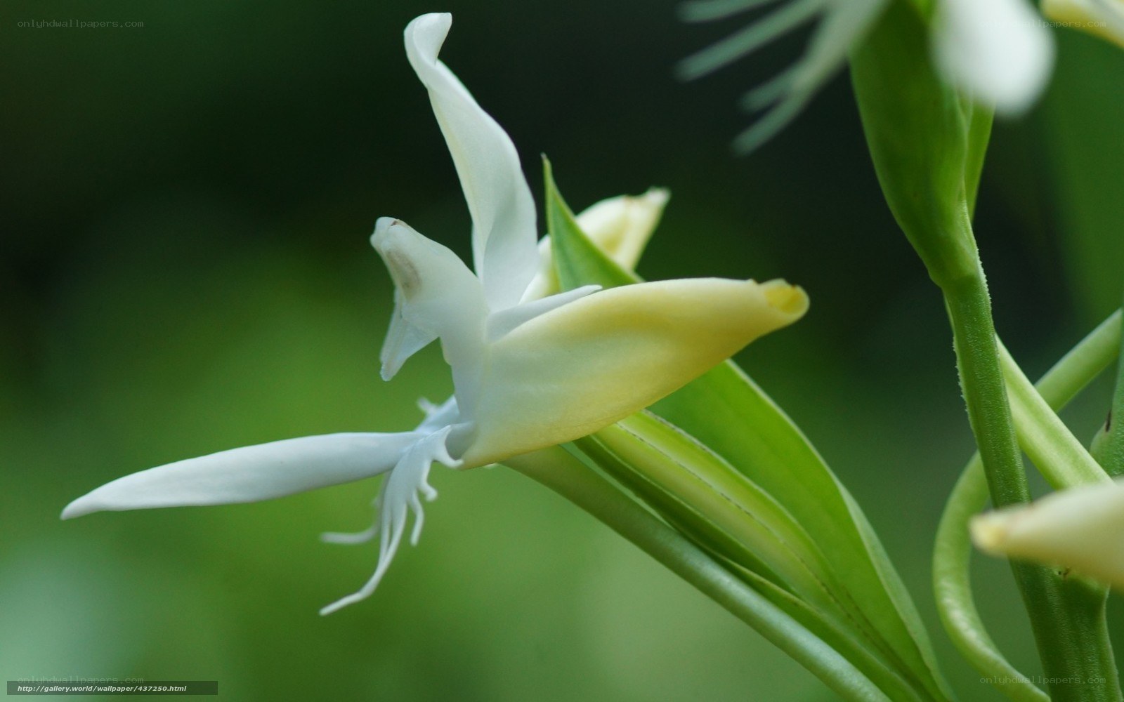 White orchid flower close-up