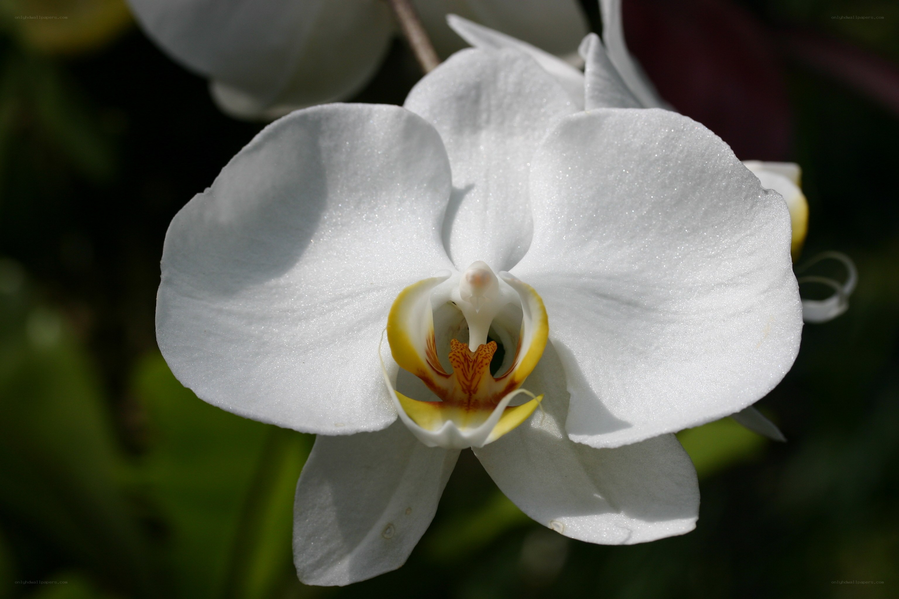 white orchid flower close-up