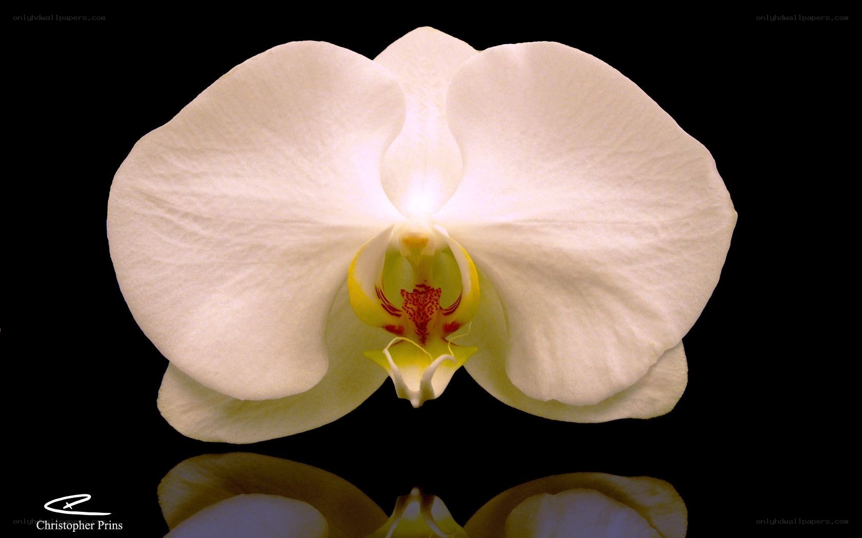 White orchid flower close-up