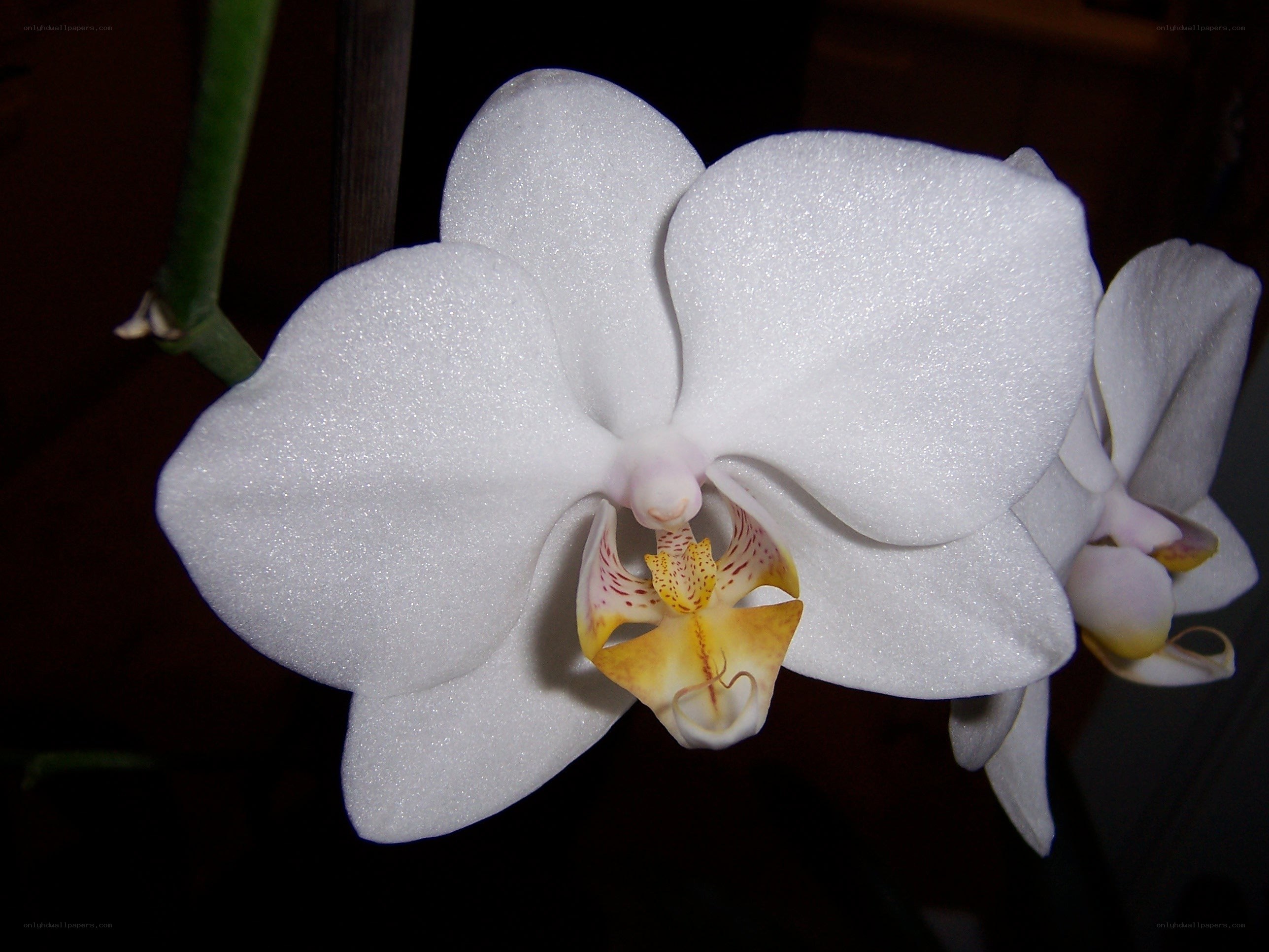 white orchid flower close-up