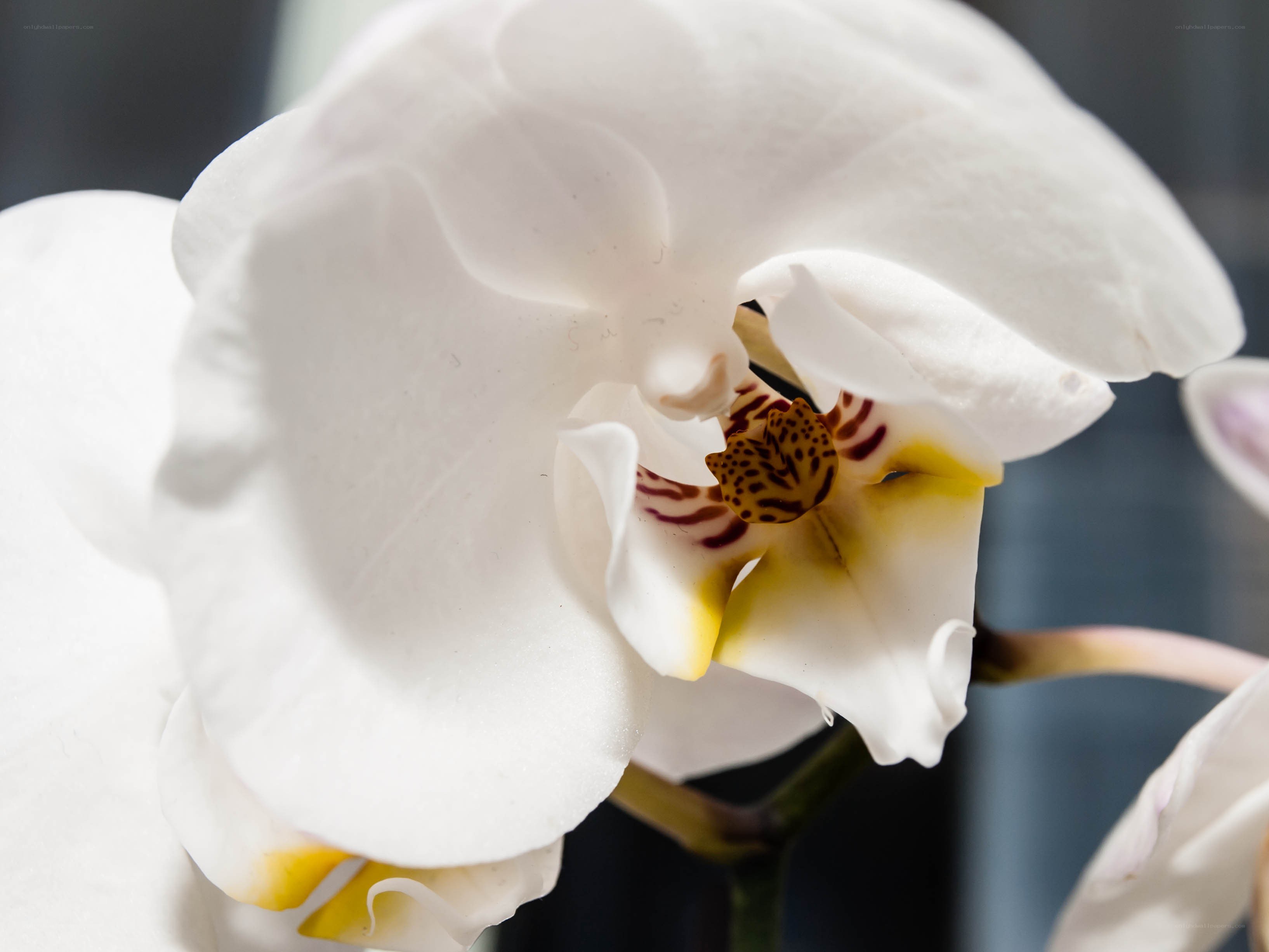White orchid flower close-up