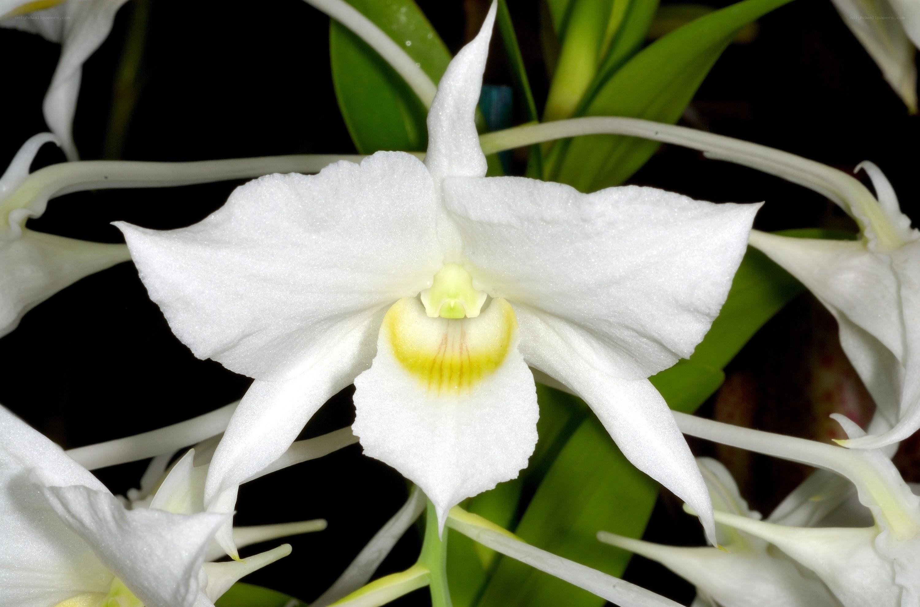 White orchid flower close-up
