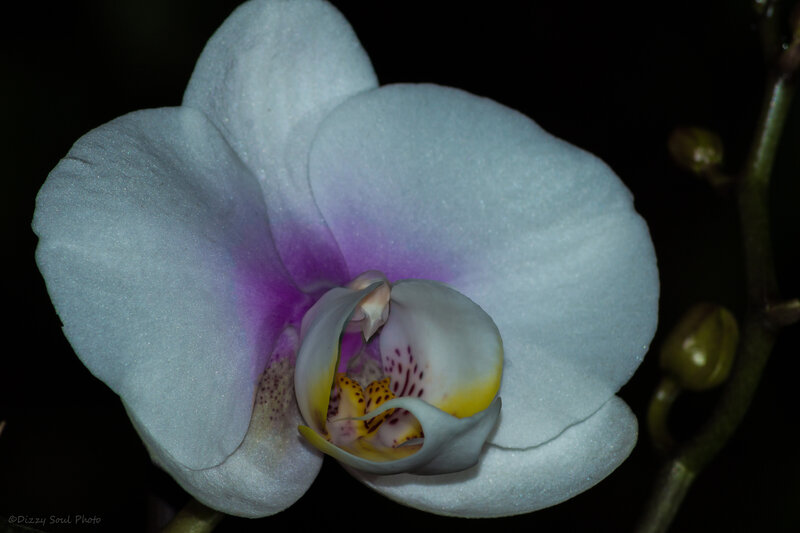 White Orchid Flower — Dramatic, Night