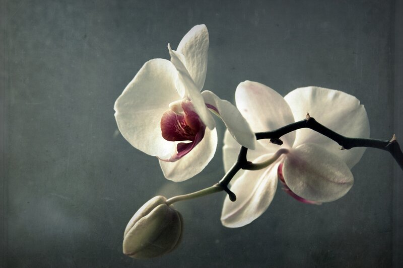 White Orchid Flower — Dramatic, Photograph, Bloom