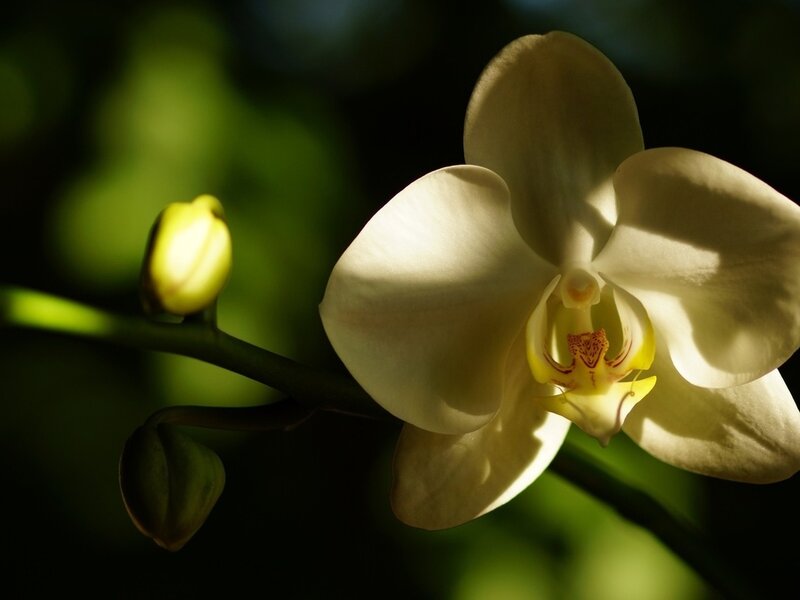 White Orchid Flower — Dramatic, Photograph, Buds