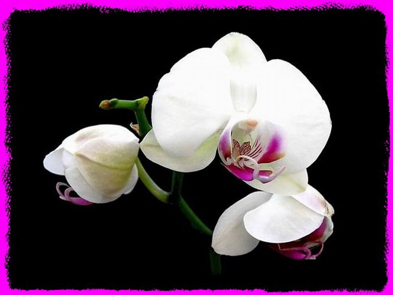 White Orchid Flower — Dramatic, Photograph