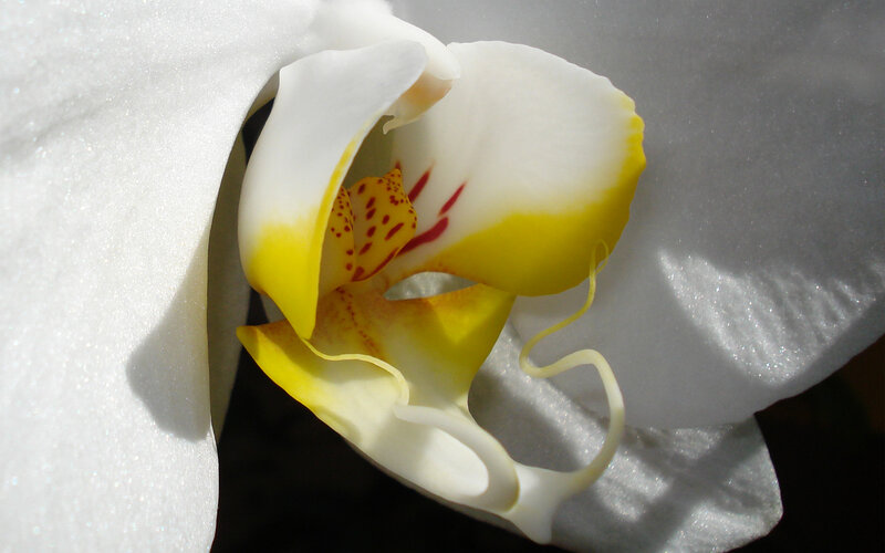 White Orchid Flower — Dramatic, Photograph, Yellow Center