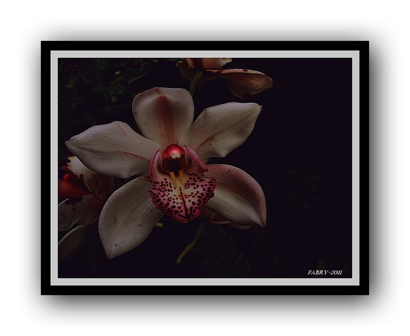 White Orchid Flower — Dramatic