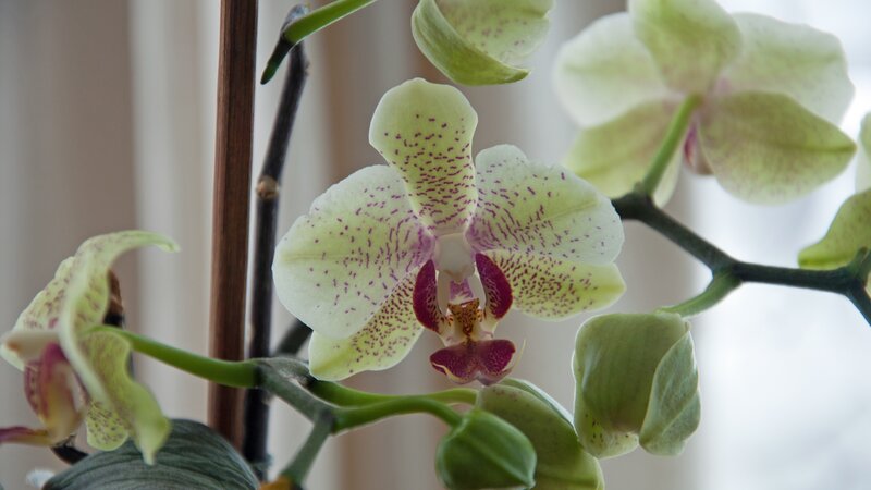 White Orchid Flower — Green, Calm