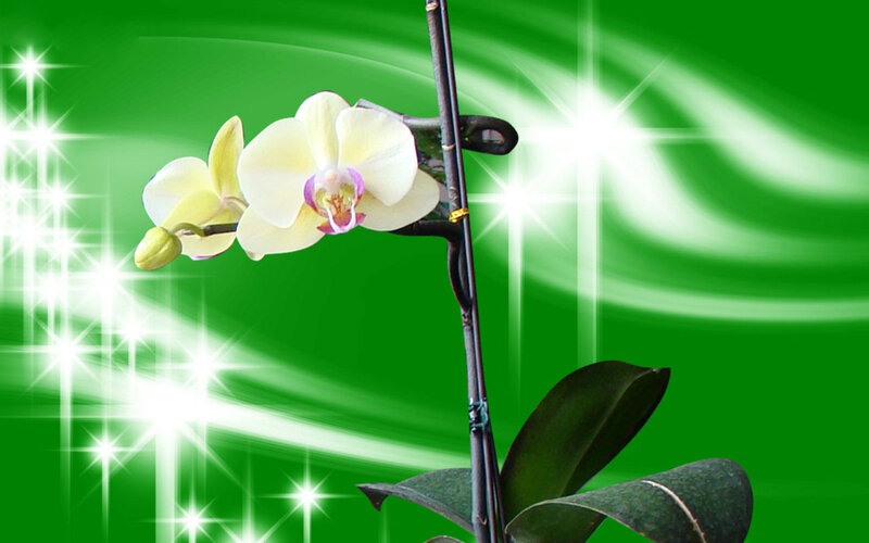White Orchid Flower — Green, Glowing