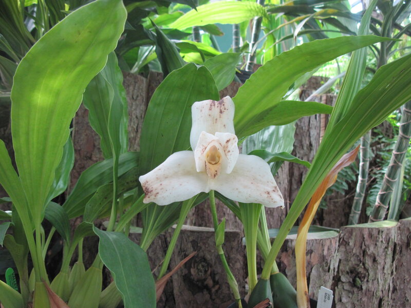 White Orchid Flower — Green, Natural