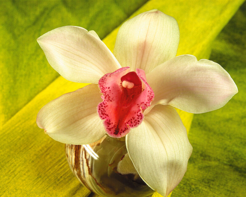 White Orchid Flower — Green, Serene