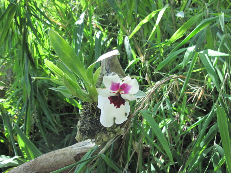 White Orchid Flower — Green