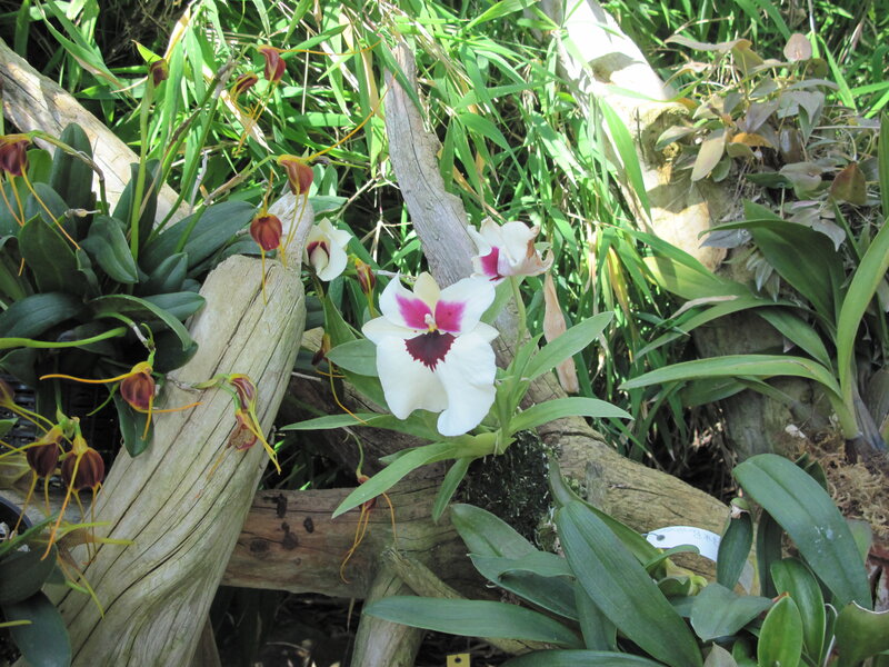 White Orchid Flower — Natural, Afternoon
