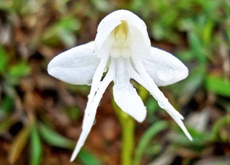 White Orchid Flower — Natural, Photograph