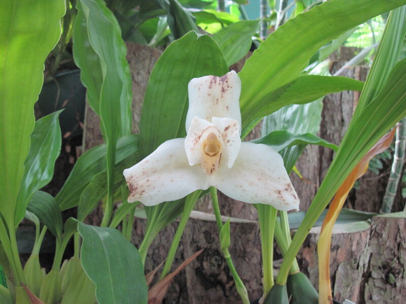 White Orchid Flower — Natural