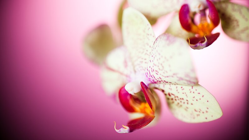 White Orchid Flower — Pink, Serene, Photograph