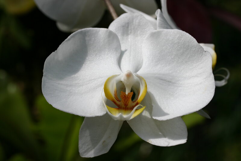 White Orchid Flower — Serene, Afternoon, Photograph, Petals, Center
