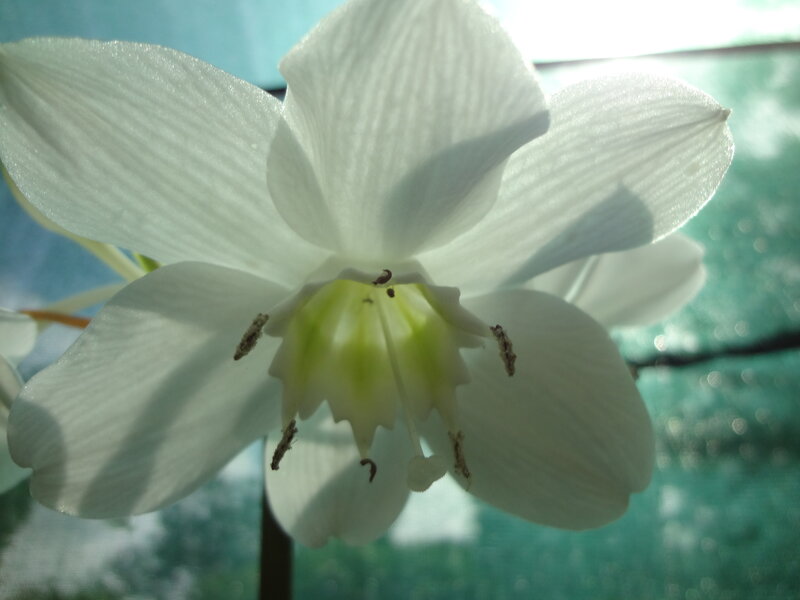 White Orchid Flower — Serene, Afternoon, Photograph, Petals, Stamen