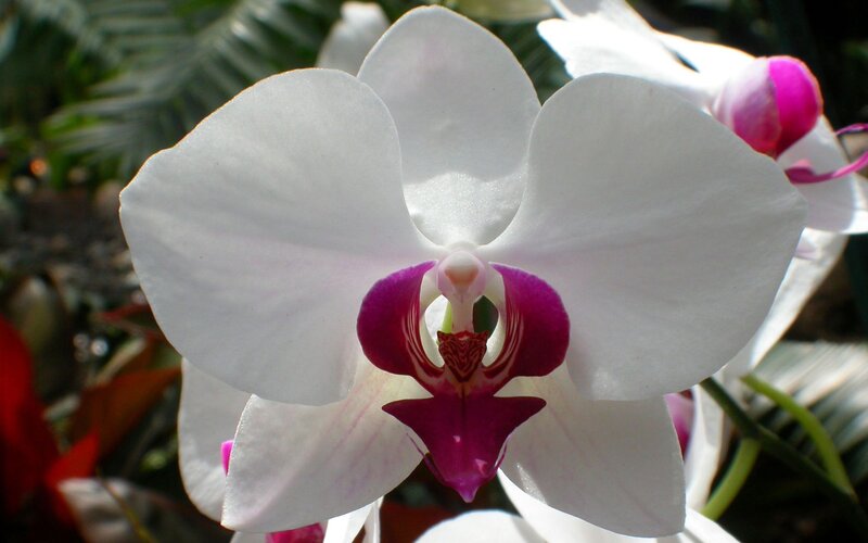 White Orchid Flower — Serene, Afternoon, Photograph, Petals
