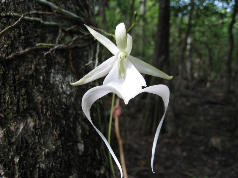 White Orchid Flower — Serene, Afternoon