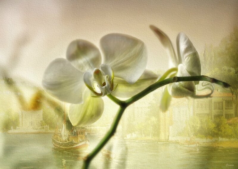 White Orchid Flower — Serene, Morning